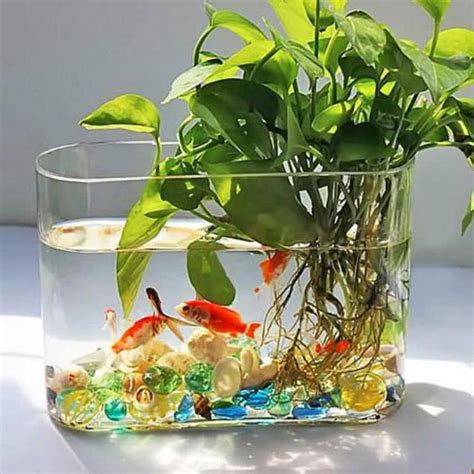 水生植物盆栽養魚